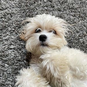 Meet your Posher, Aashna